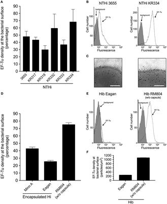 EF-Tu From Non-typeable Haemophilus influenzae Is an Immunogenic Surface-Exposed Protein Targeted by Bactericidal Antibodies